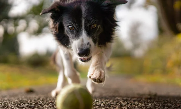 Far felice il cane con il gioco